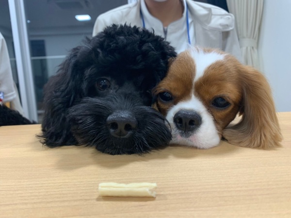 スタッフ犬の「ロイ」が利用者さんも職員も癒してくれます。※犬が苦手な方には配慮します。