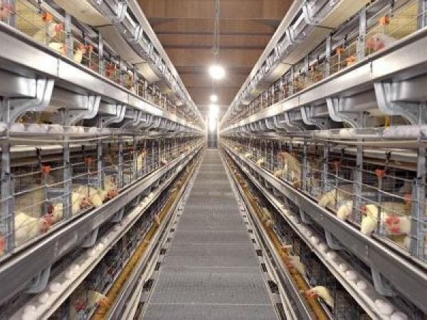 鶏卵生産補助スタッフ｜未経験歓迎｜安定企業で働く