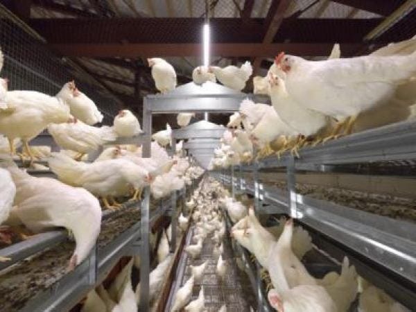 鶏卵生産補助スタッフ｜未経験歓迎｜安定企業で働く