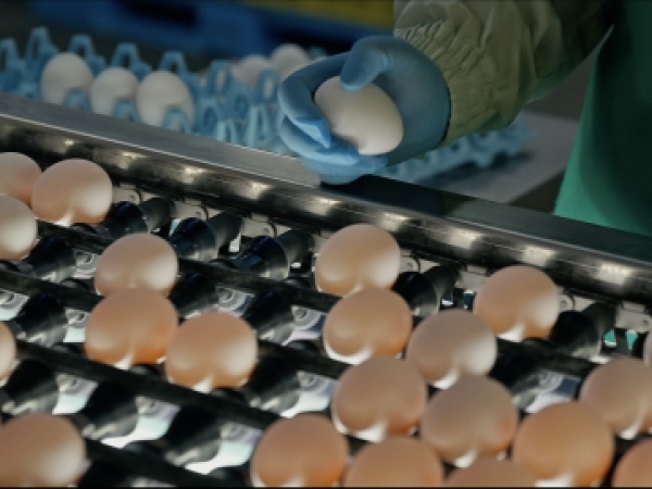 鶏卵生産補助スタッフ｜未経験歓迎｜安定企業で働く