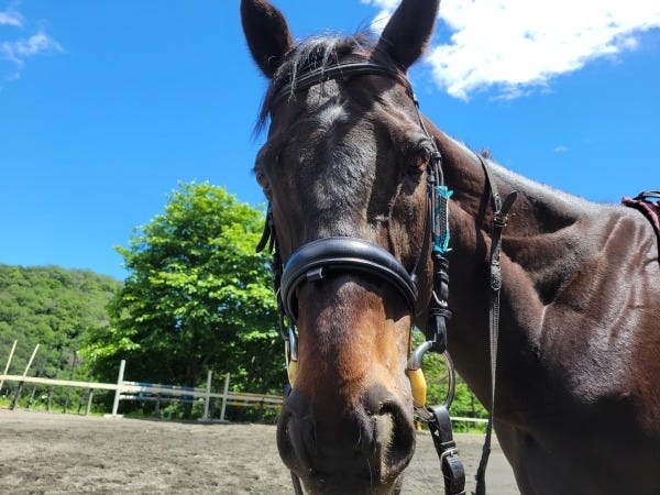 練習馬１3頭、オーナー馬10頭が在籍しております。